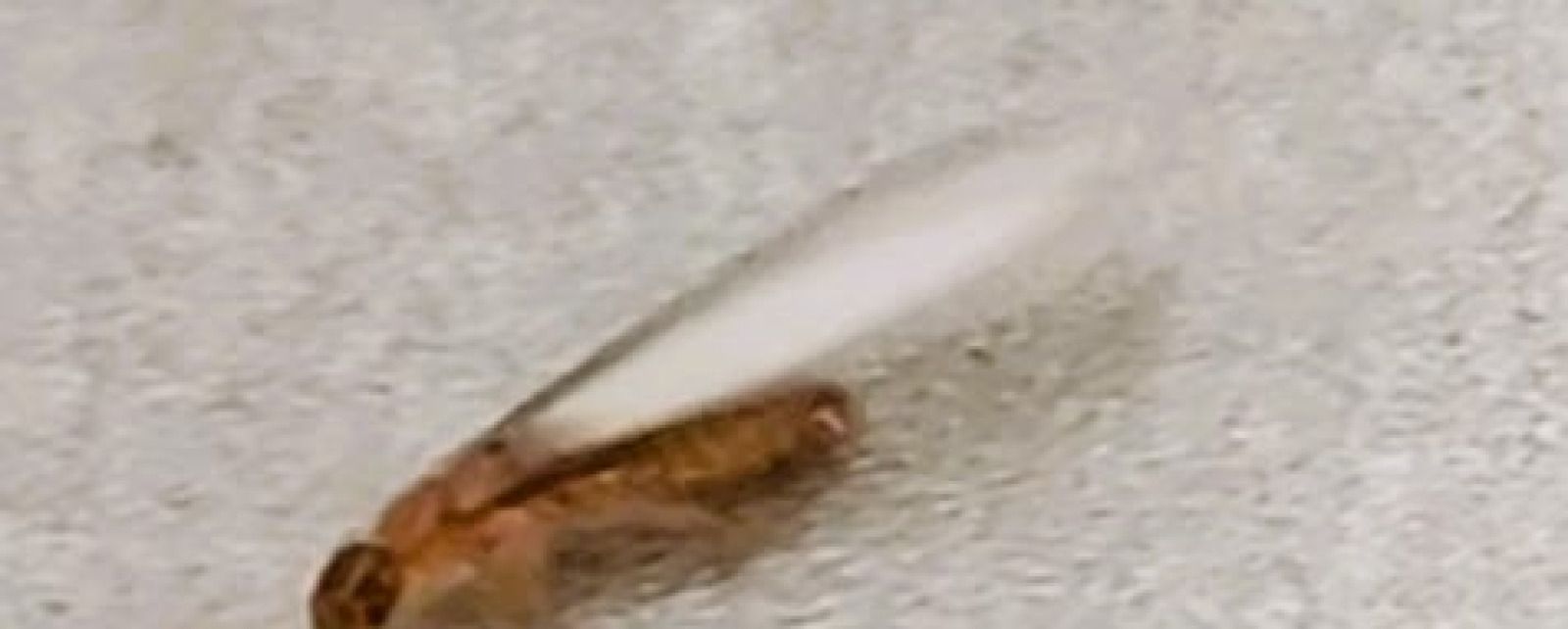 Stop termites in their tracks before they get in your home